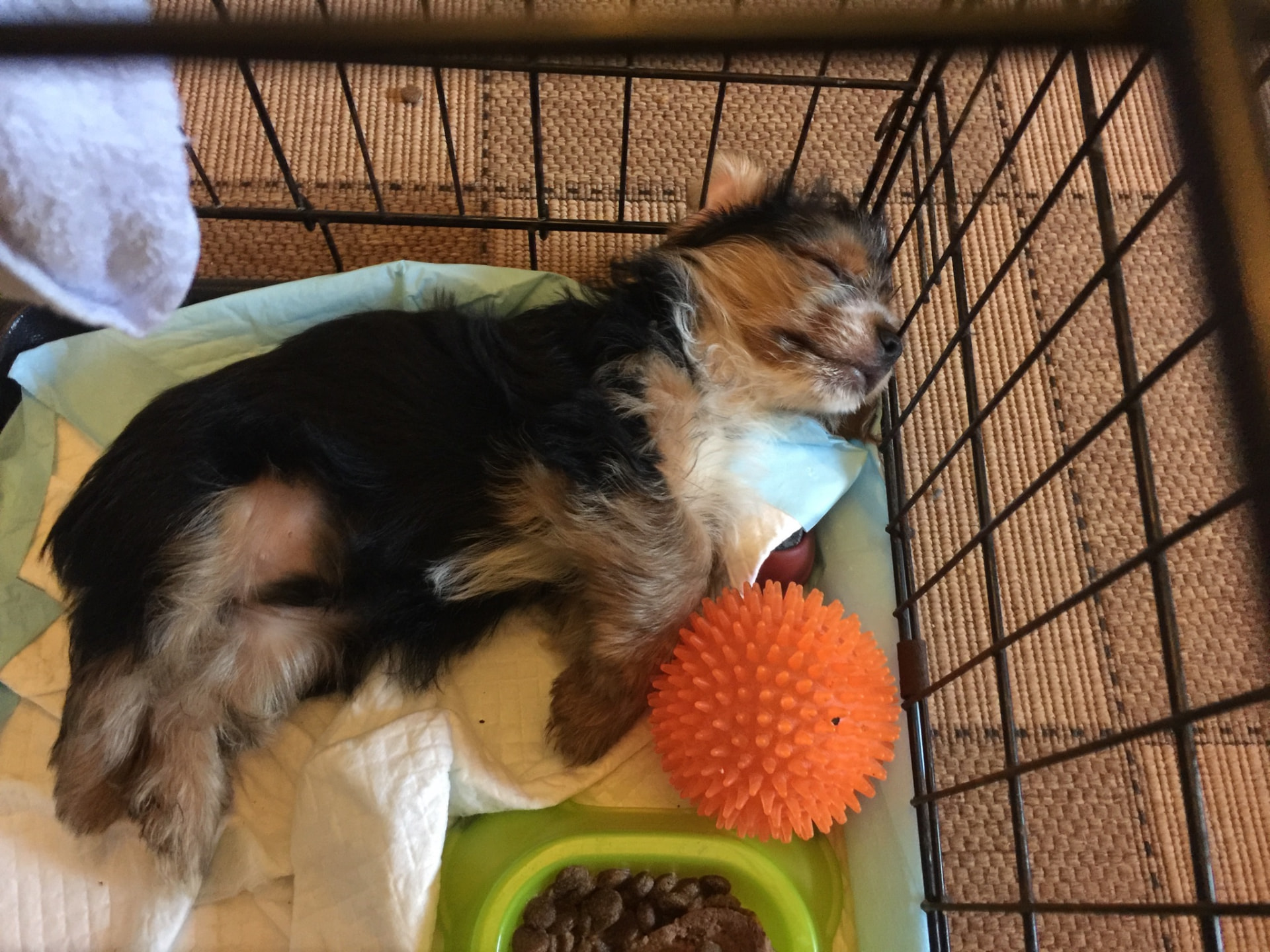 Small dog resting in a crate with a toy and food bowl