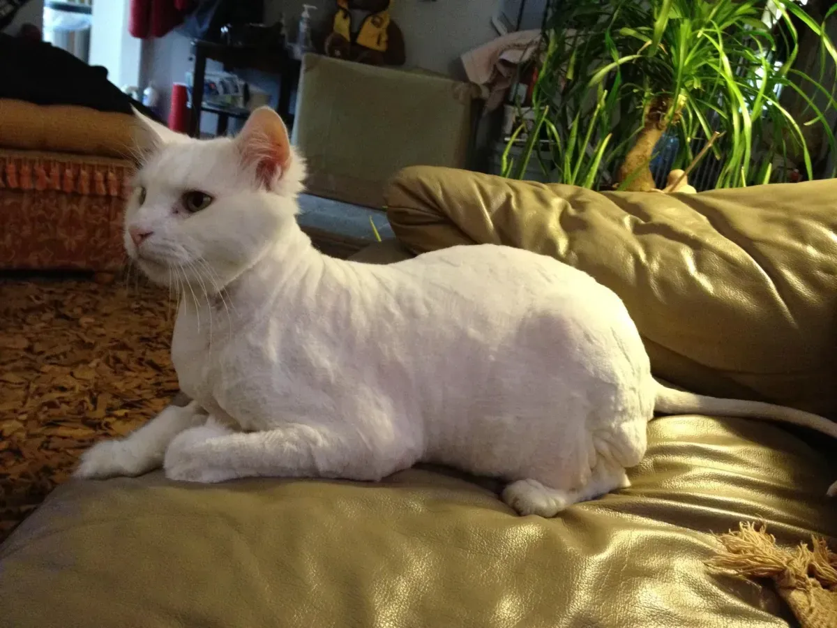 A calm white cat resting on a cushion at home
