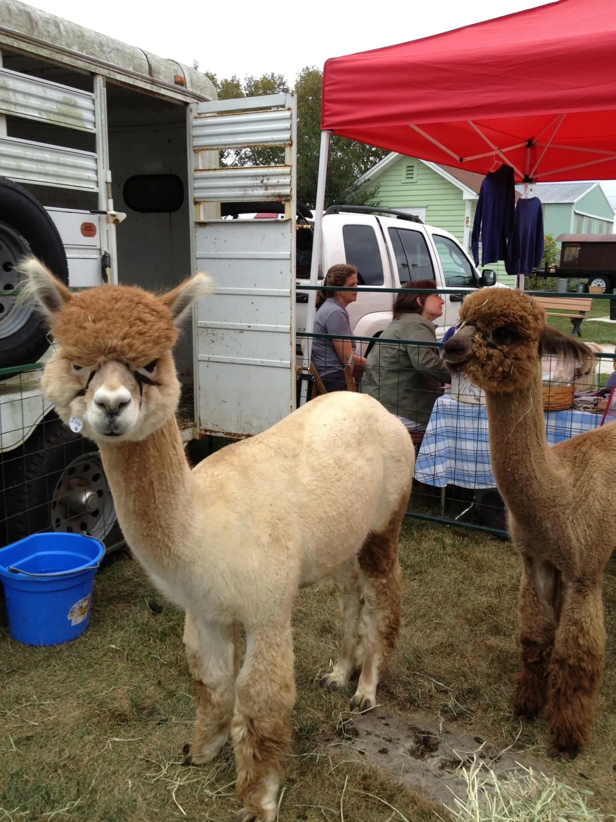 Two alpacas at an outdoor event with animal caregivers in the background